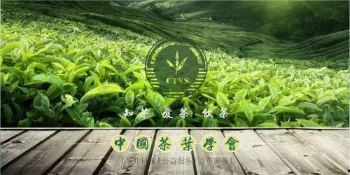 中国茶叶爆料视频最新,最新爆料视频深度解析